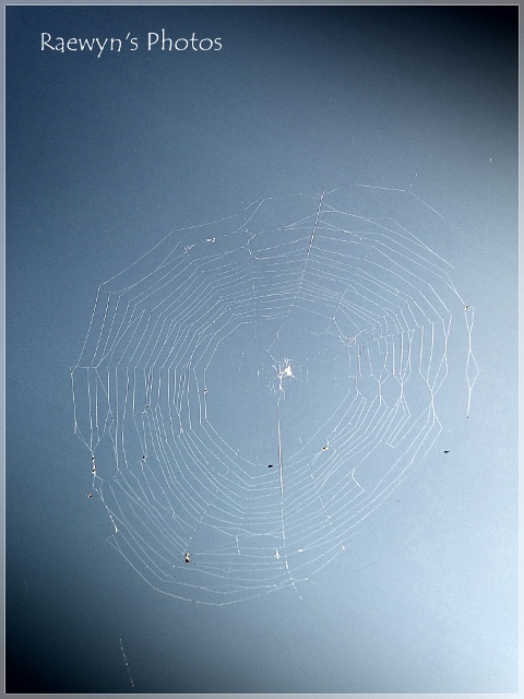Cobweb (480x640)