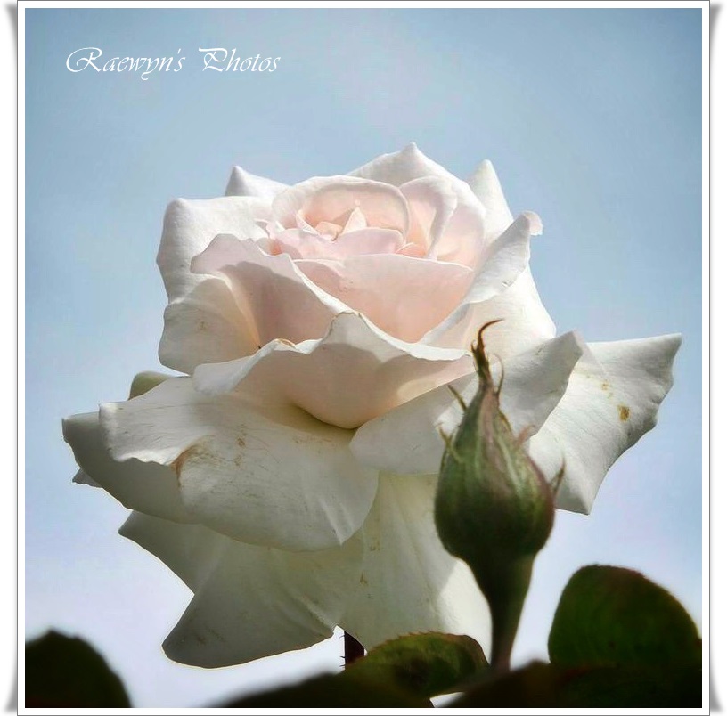 Pastel rose