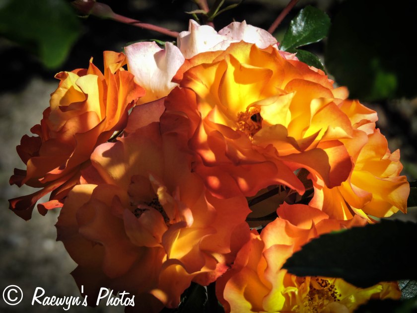 Sunshine through the rose petals (1 of 1)