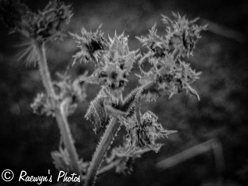 Thistle in the sunset - Black and white-