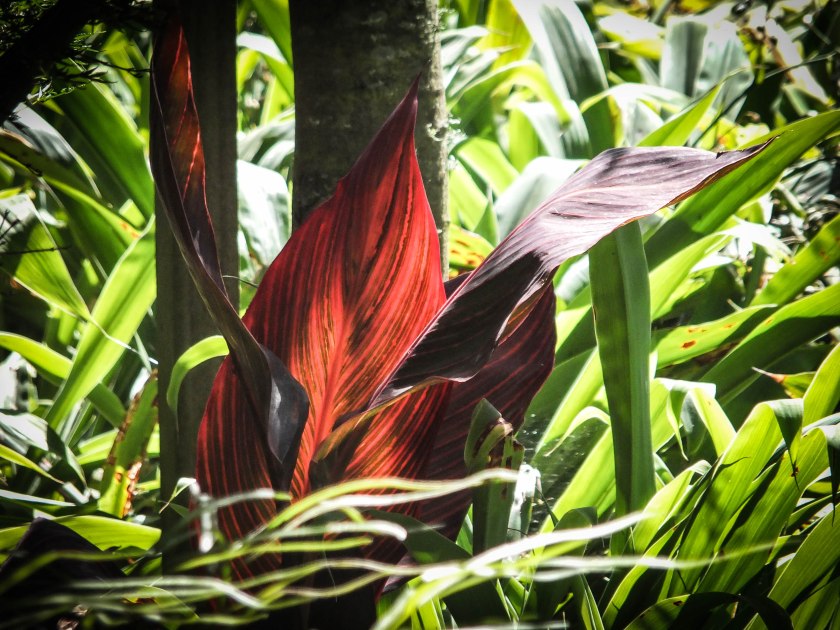 Canna leaves (1 of 1)