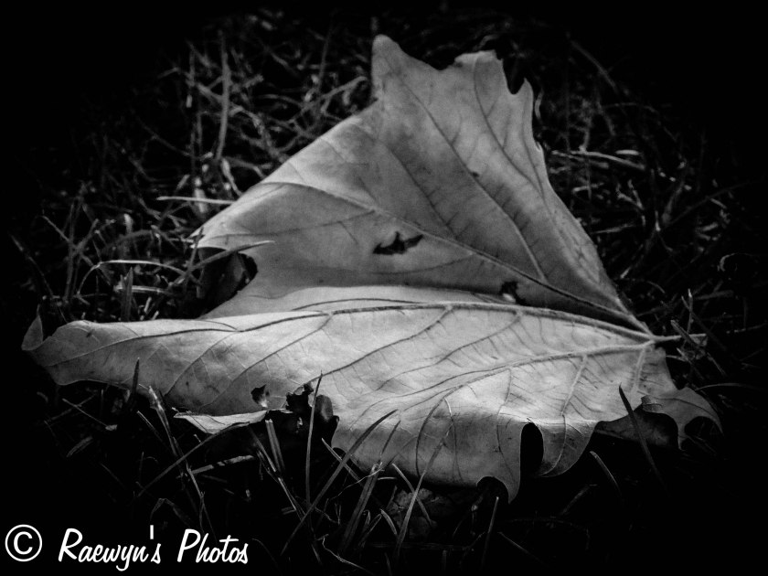 Dead leaves (1 of 1)