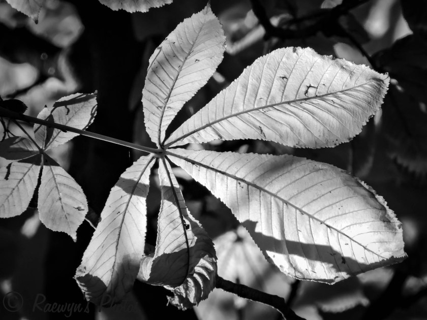 Leaves in the sun (2 of 1)