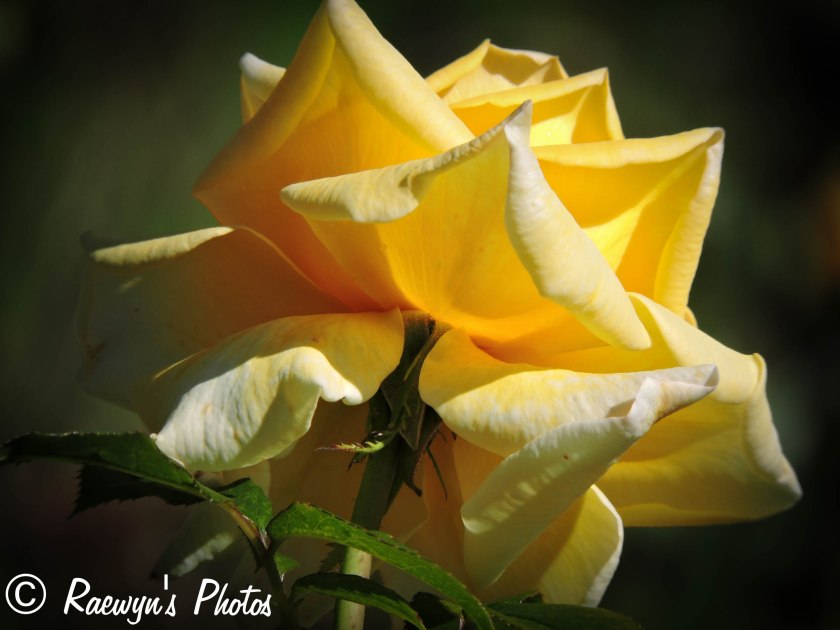 Yellow rose (2 of 1)