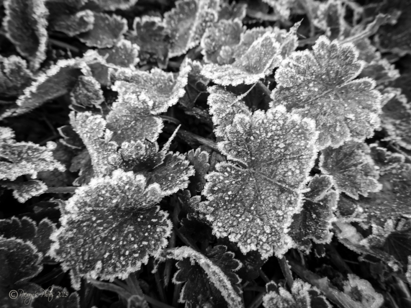 Frosted Leaves-016