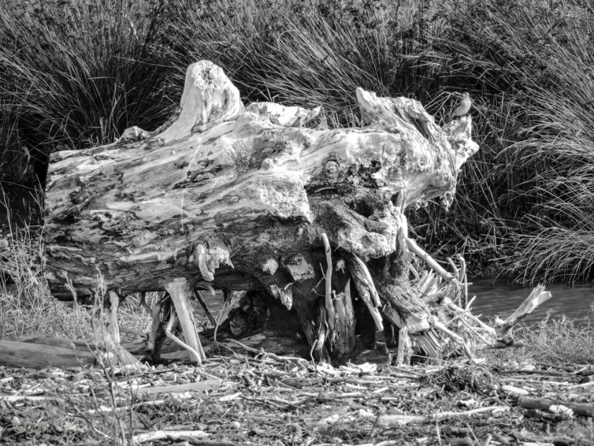 Tree Stump-199