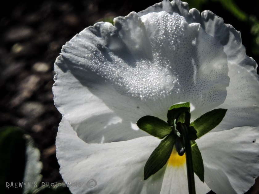 White Pansy (1 of 1)