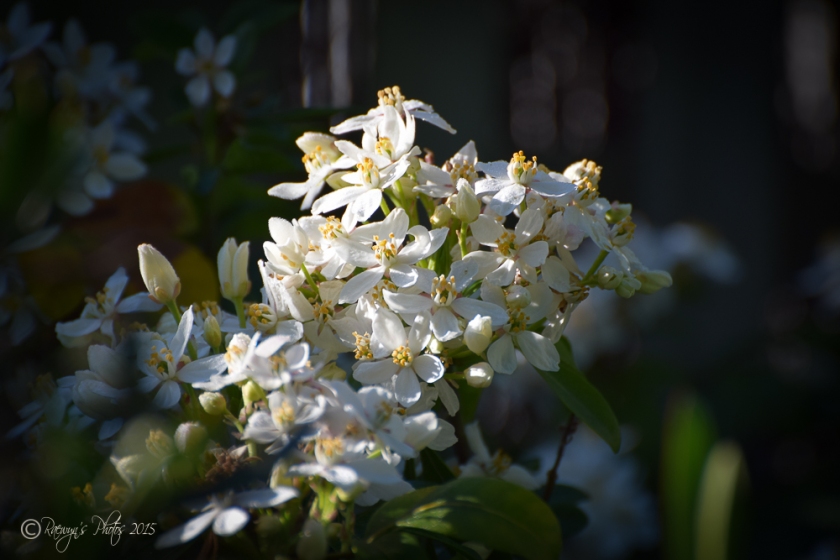 Spring Blossoms-8-7
