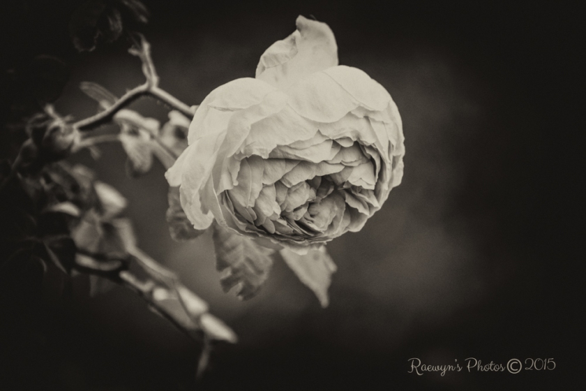 Roses--16