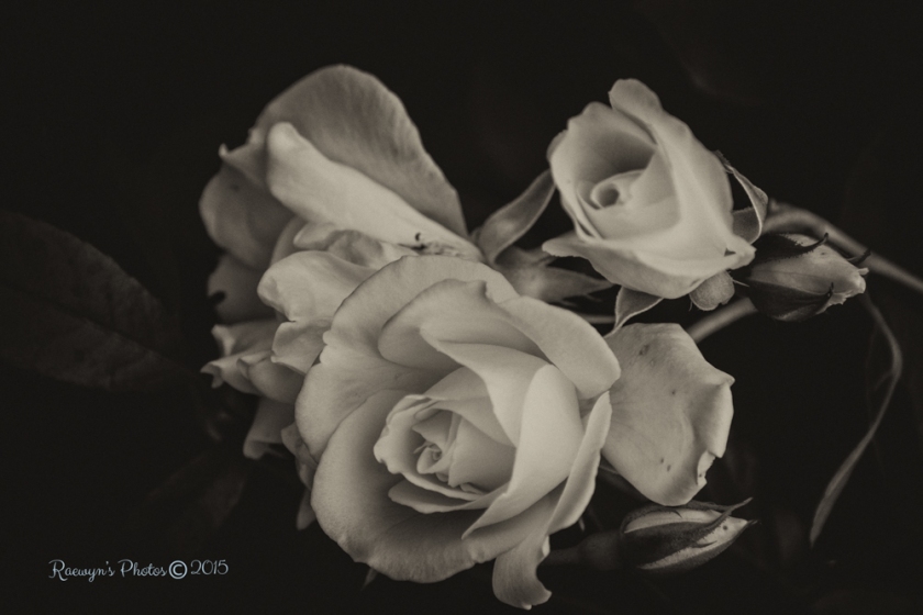 Roses--19