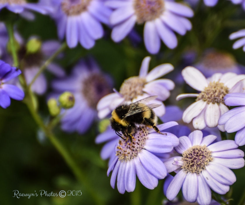 Social Snappers Garden Bees--4