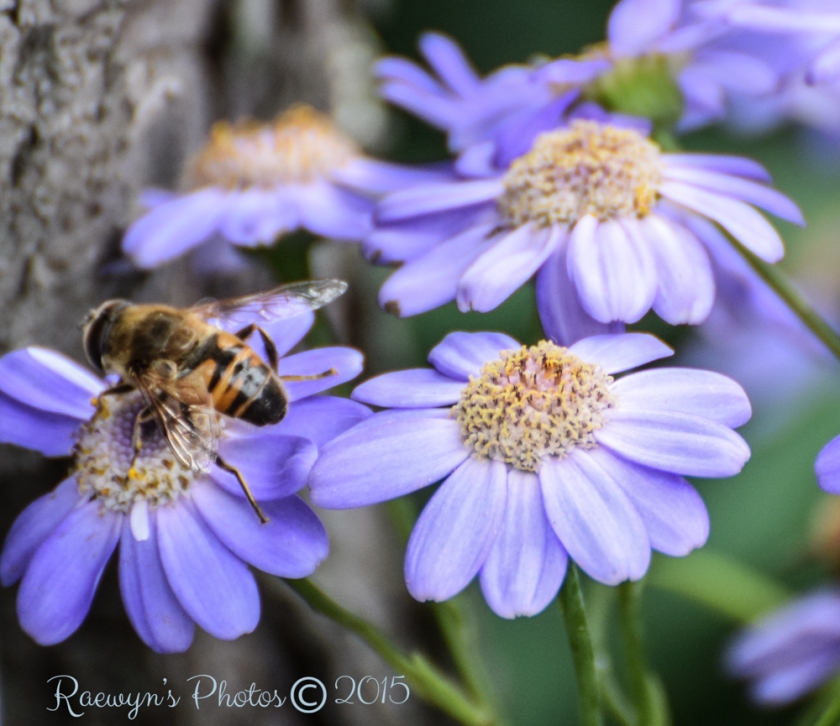 Social Snappers Garden Bees--7