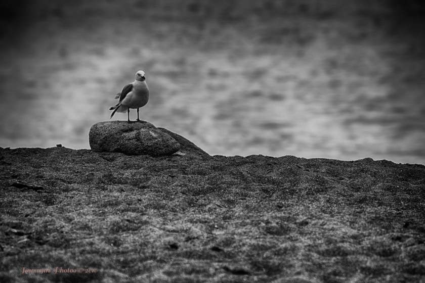 Seagull and sand-