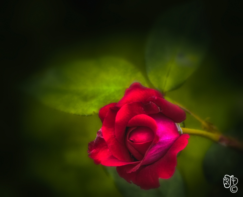 Hot Magenta Rose-
